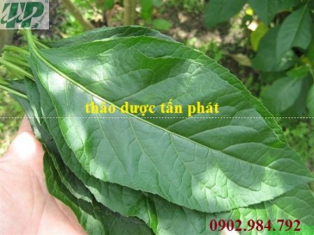 Địa chỉ mua bán cây mật gấu tại Khánh Hòa