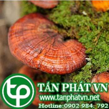 Ở đâu bán nấm linh chi tại Bình Thuận giúp giảm béo phì hệ miễn dịch