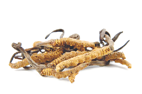 đông trùng hạ thảo