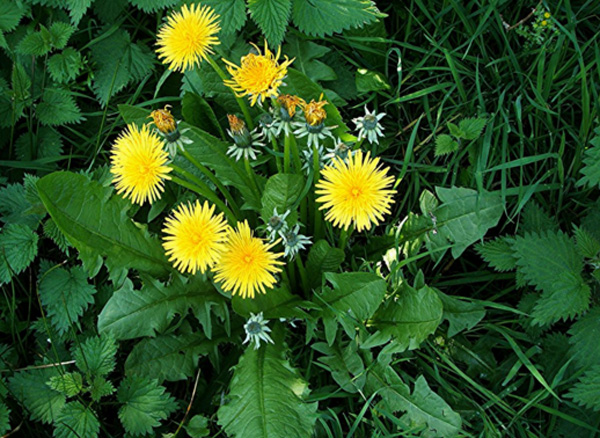 tac dung cua bo cong anh